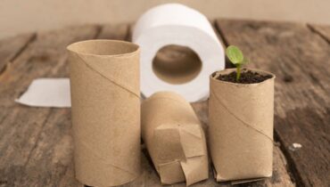 Une plante insoupçonnée comme future alternative au papier toilette