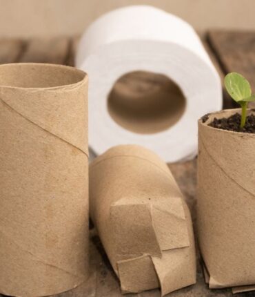 Une plante insoupçonnée comme future alternative au papier toilette