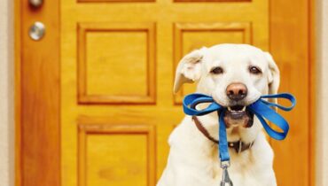 Ces 4 races de chiens sont à éviter absolument, les révélations chocs d’un dog sitter