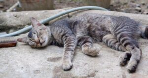 Une mystérieuse vague de décès de chats sème l’inquiétude dans ce village français, vigilance de rigueur