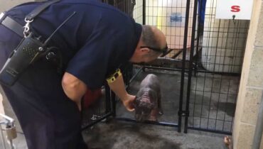 Un chiot Pitbull mélancolique au refuge retrouve sa joie après avoir été adopté par le brave pompier qui l’a secouru