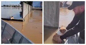 Sauvés des inondations, ces chiens reçoivent un cadeau inespéré : des images émouvantes qui bouleversent la Toile