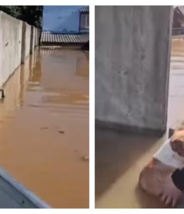 Sauvés des inondations, ces chiens reçoivent un cadeau inespéré : des images émouvantes qui bouleversent la Toile