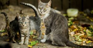 Une Bretonne arrêtée avec une ménagerie de 150 chats et chiens dans son camion, victime du syndrome de Noé