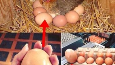 Un fermier a découvert un œuf gigantesque sous une poule, vous ne devinerez jamais ce qui en est sorti !