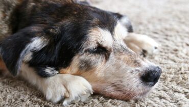 Ce que les chiens ressentent avant leur dernier souffle, par un vétérinaire expérimenté