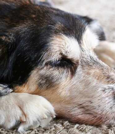 Ce que les chiens ressentent avant leur dernier souffle, par un vétérinaire expérimenté