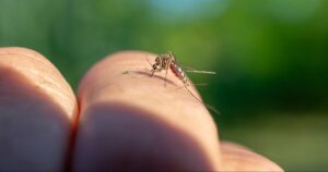 Vigilance rouge face à l’invasion des moustiques tigres dans un département français