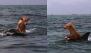 Incroyable sauvetage : des dauphins héros viennent en aide à un chien naufragé