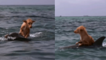 Incroyable sauvetage : des dauphins héros viennent en aide à un chien naufragé