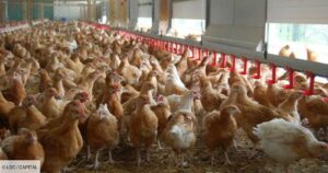 Du poulet retiré des rayons dans l’Hexagone à cause de résidus médicamenteux