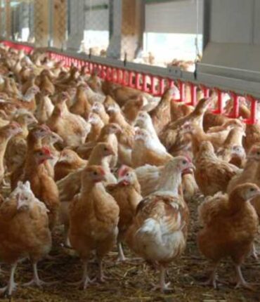 Du poulet retiré des rayons dans l’Hexagone à cause de résidus médicamenteux