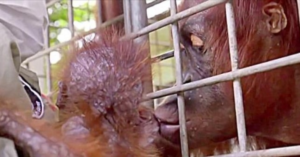 Émotion intense lors des retrouvailles mère-bébé orang-outan après un rapt