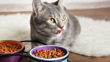 Rappel Conso : des croquettes pour chats écoulées dans l’Hexagone sont contaminées par la salmonelle