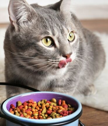 Rappel Conso : des croquettes pour chats écoulées dans l&rsquo;Hexagone sont contaminées par la salmonelle
