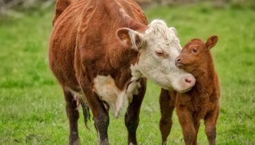 Ils ont été choqués par la naissance inexpliquée de cette vache