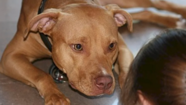 Un chien adopté a refusé de quitter le refuge sans son meilleur ami. La famille a fini par accueillir les deux