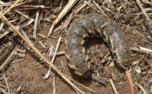 Une femme découvre une étrange créature ressemblant à un serpent – vous ne croirez pas ce que c’est réellement