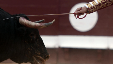 « Le coup était très dur » : un torero mexicain blessé après avoir été la cible d’un taureau