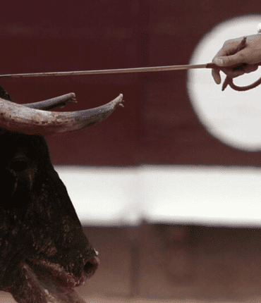 « Le coup était très dur » : un torero mexicain blessé après avoir été la cible d&rsquo;un taureau