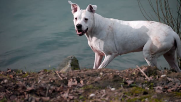 Yonne: Un couple condamné pour avoir ôté la vie à son chien