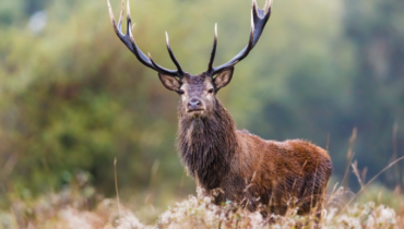 En prenant la fuite durant une ba*tue, un cerf a pe*cuté un chasseur de 50 ans, le tu*nt sur le coup