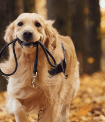 Ne pas tenir votre chien en laisse en balade peut vous coûter cher: voici le montant de l&rsquo;amende