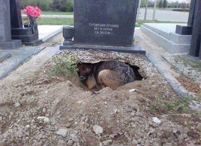 chien triste