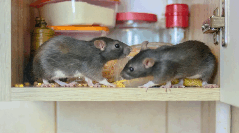 Pourquoi ai je une invasion de souris à la maison et comment les éloigner ?