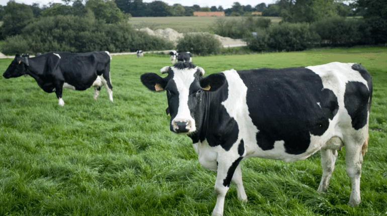 Pourquoi les vaches ont-elles des hublots ?