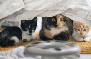 Pourquoi toutes les espèces de félins ont-elles des pelages identiques sauf… le chat ?