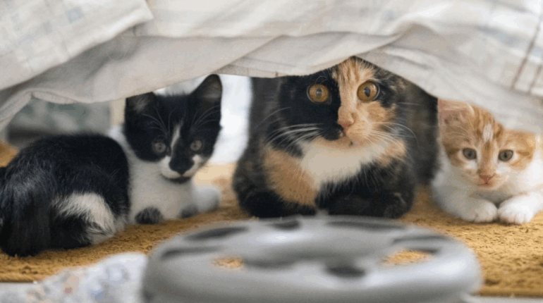 Pourquoi toutes les espèces de félins ont-elles des pelages identiques sauf… le chat ?
