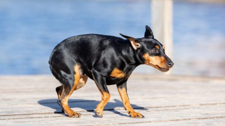 Un geste étrange de votre animal peut être le signe d’un sérieux problème. S’il appuie sa tête contre