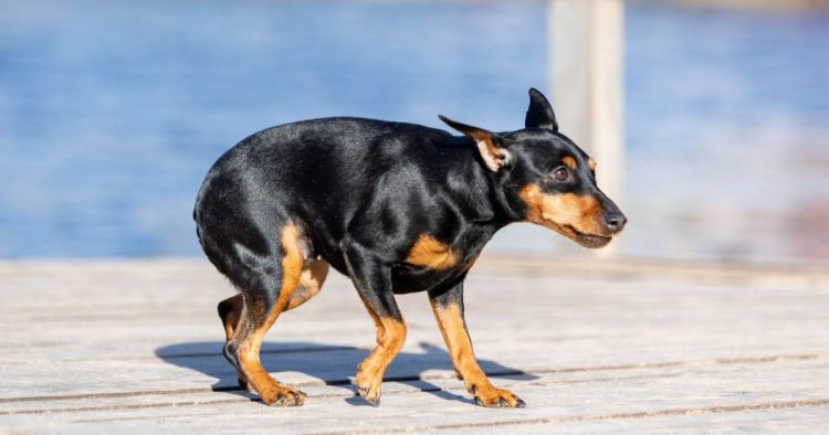 Votre chien ou chat
