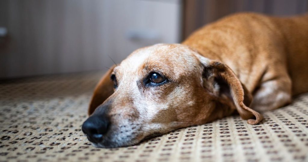 Votre chien ou chat