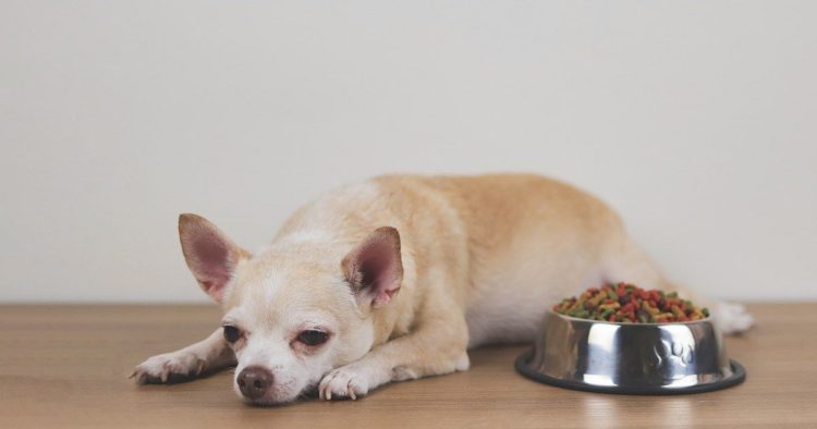 Votre chien ou chat