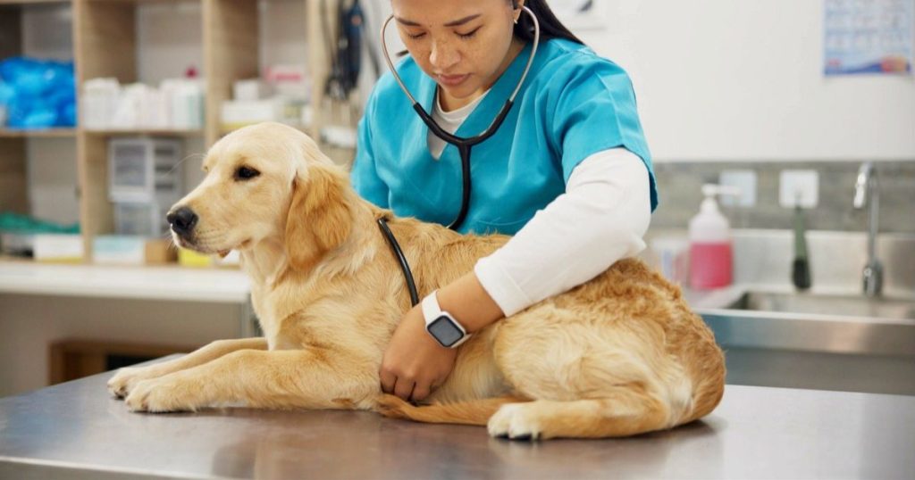 Votre chien ou chat