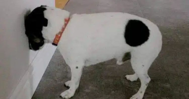 Votre chien ou chat