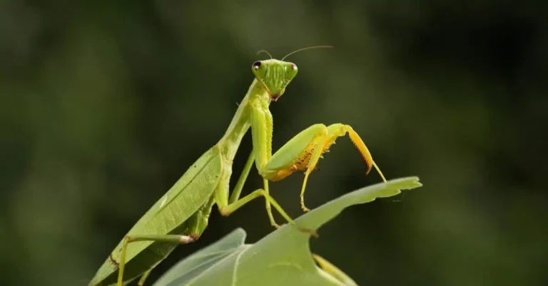 praying-mantis-header.jpg-1