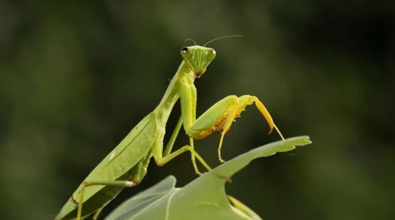 Lorsque cet insecte se pose sur vous, voici ce que cela signifie
