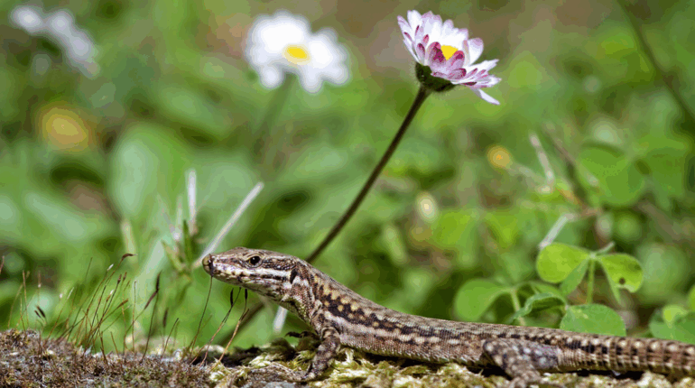 Pourquoi ne faut-il surtout pas déranger les lézards dans un jardin ?
