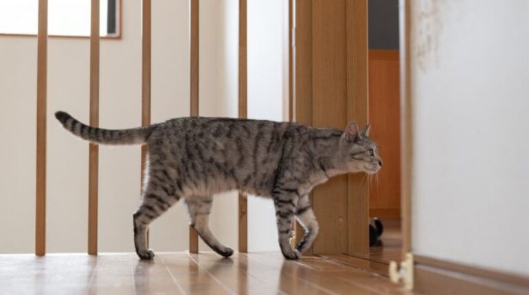 Votre chat vous suit partout ? Voilà ce que cela révèle !