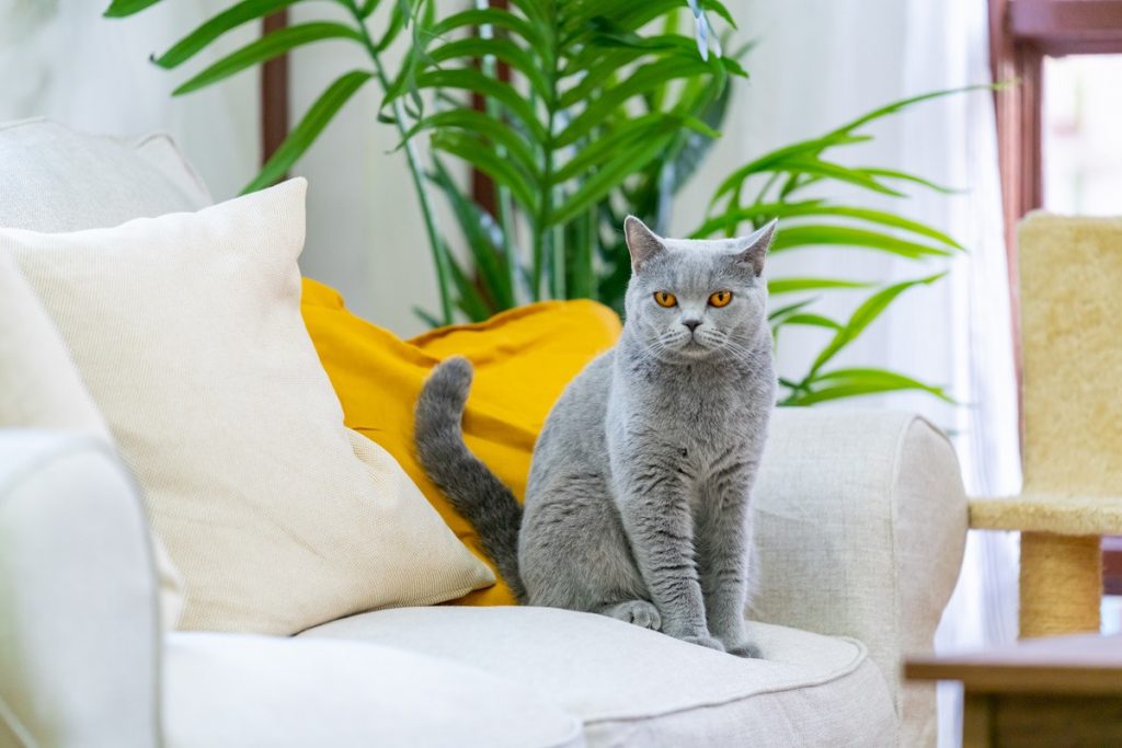 Votre chat vous suit