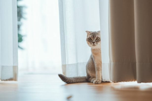Votre chat vous suit