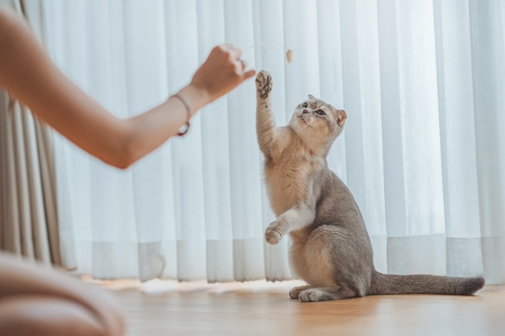 Votre chat vous suit