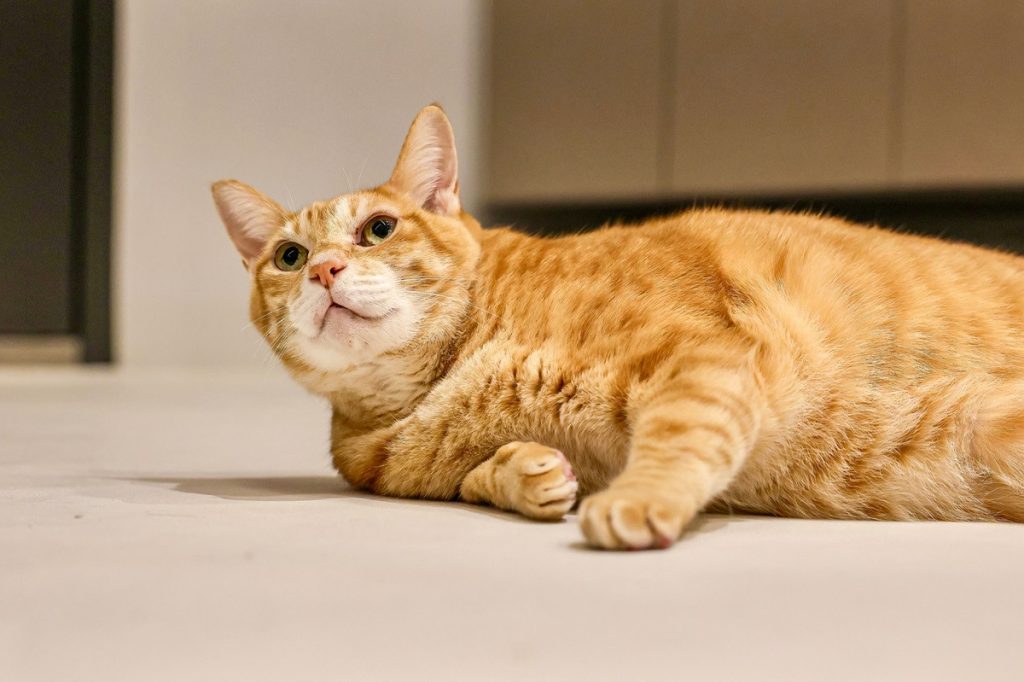 Votre chat vous suit