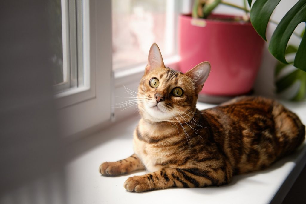 Votre chat vous suit