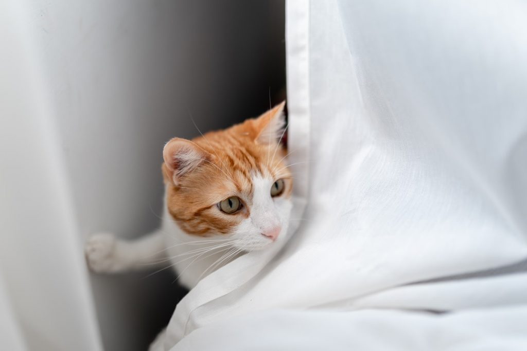 Votre chat vous suit