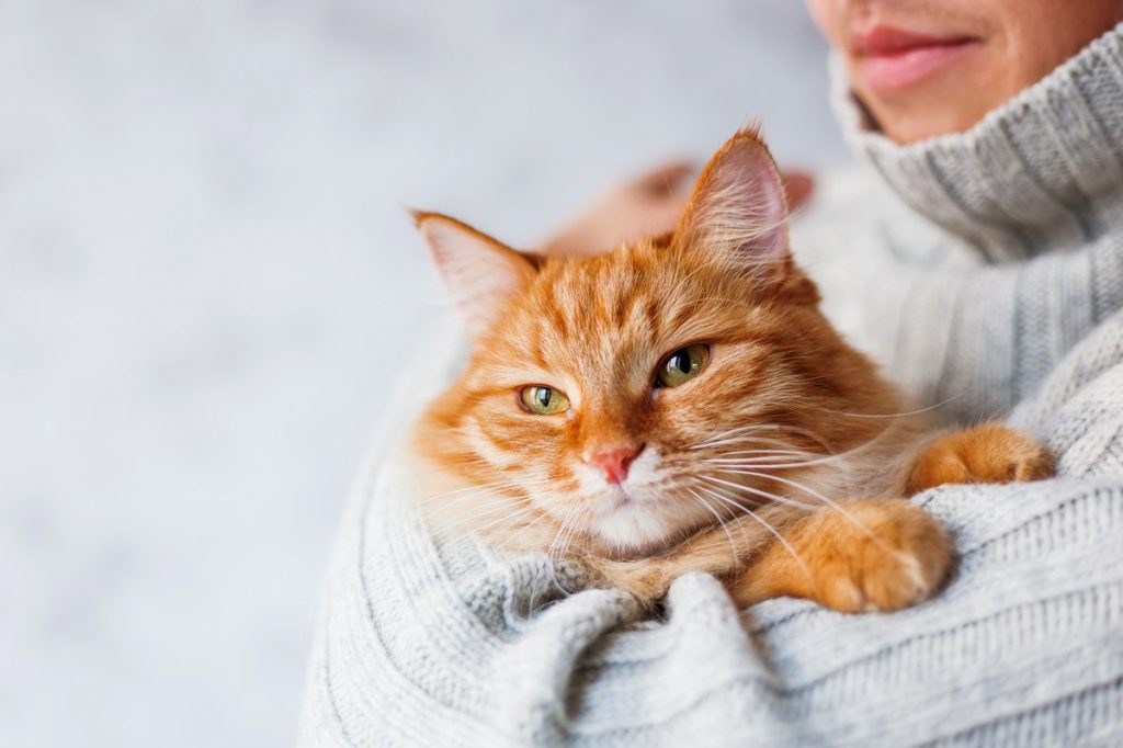 Votre chat vous suit