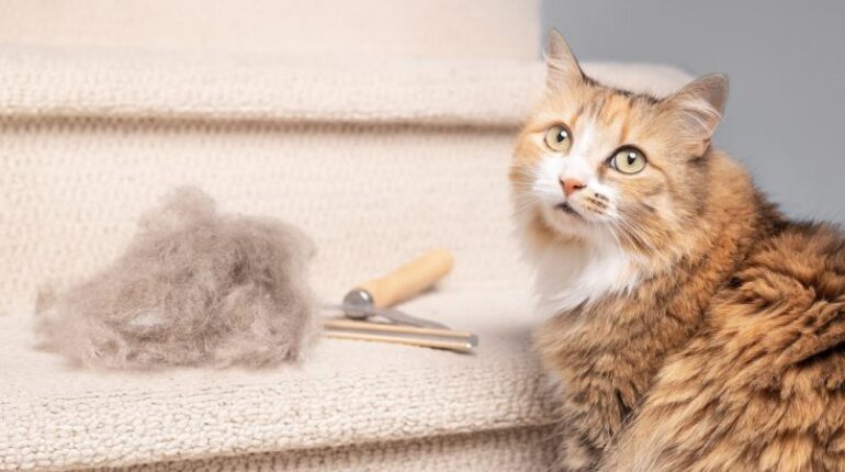 Les 11 astuces magiques pour dire adieu aux poils de chat (sans efforts !)